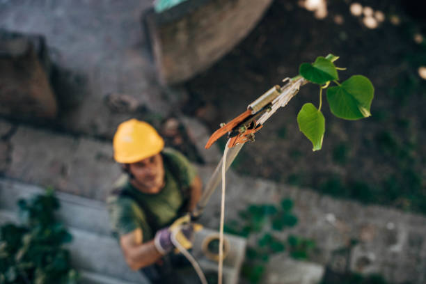 How Our Tree Care Process Works  in  Madison, IN